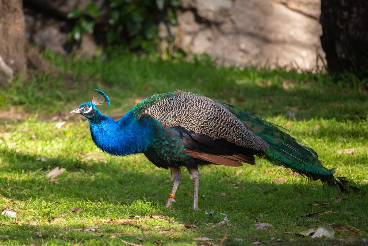Indian Peafowl (Domestic type) - ML179854591