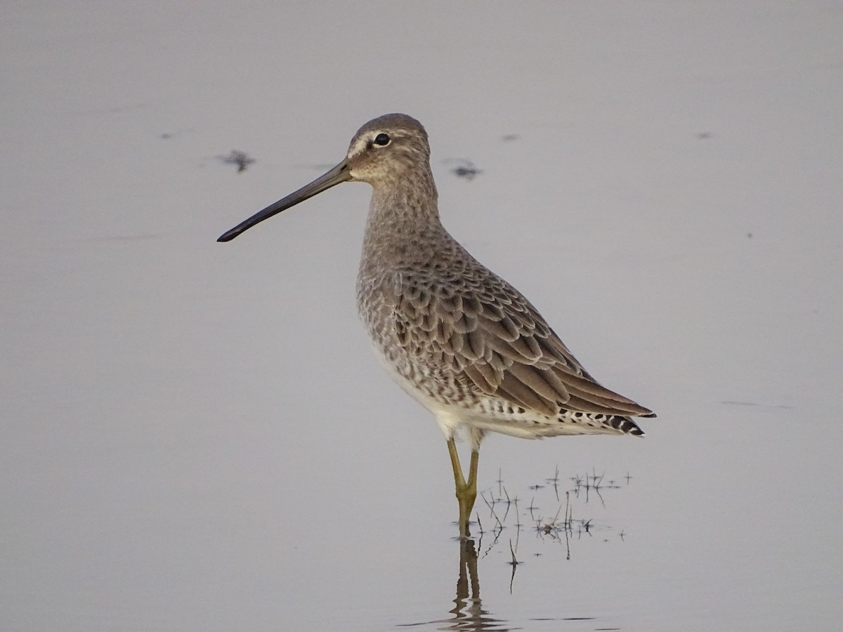 Long-billed Dowitcher - ML179854771