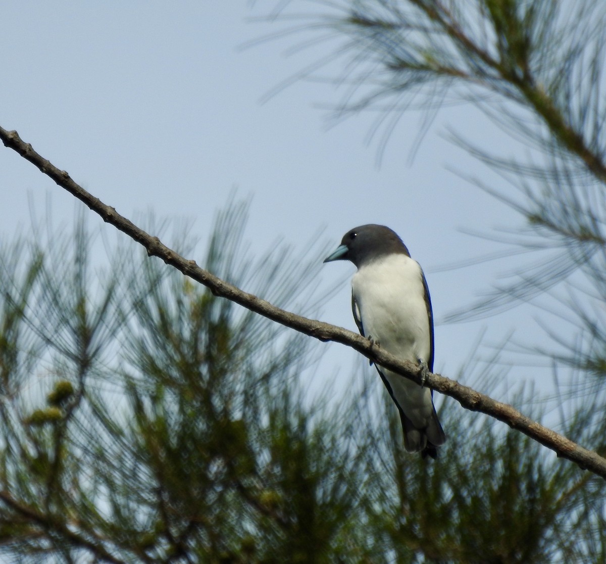White-breasted Woodswallow - Frances Oliver