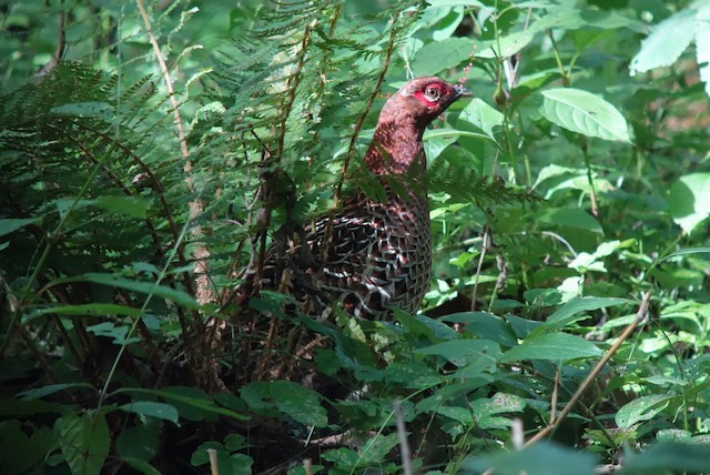 ヤマドリ Ebird