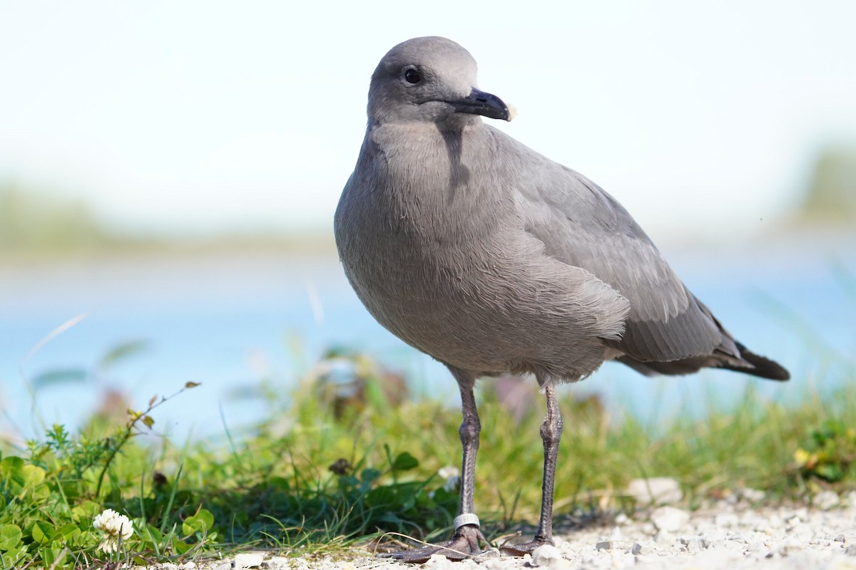 Gray Gull - André Turiaux