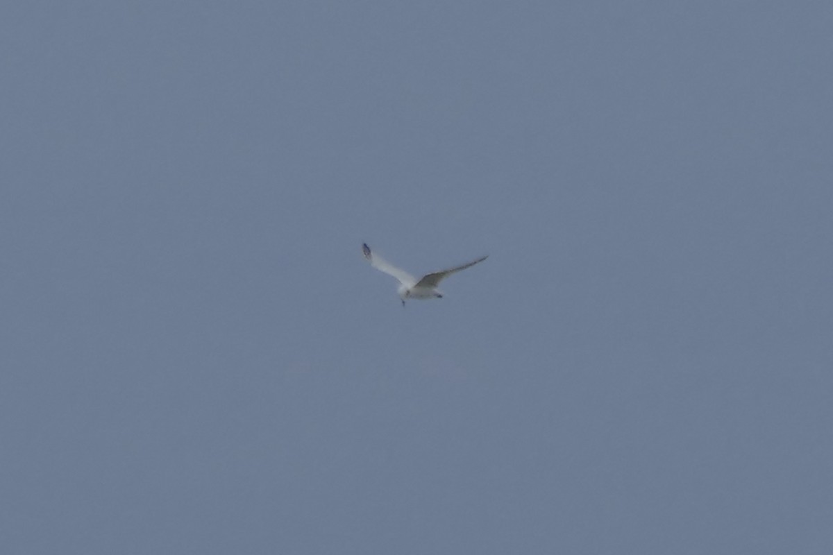 Gull-billed Tern - ML179861341