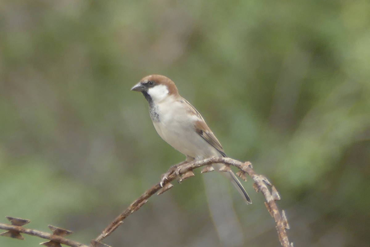 Somali Sparrow - ML179861521