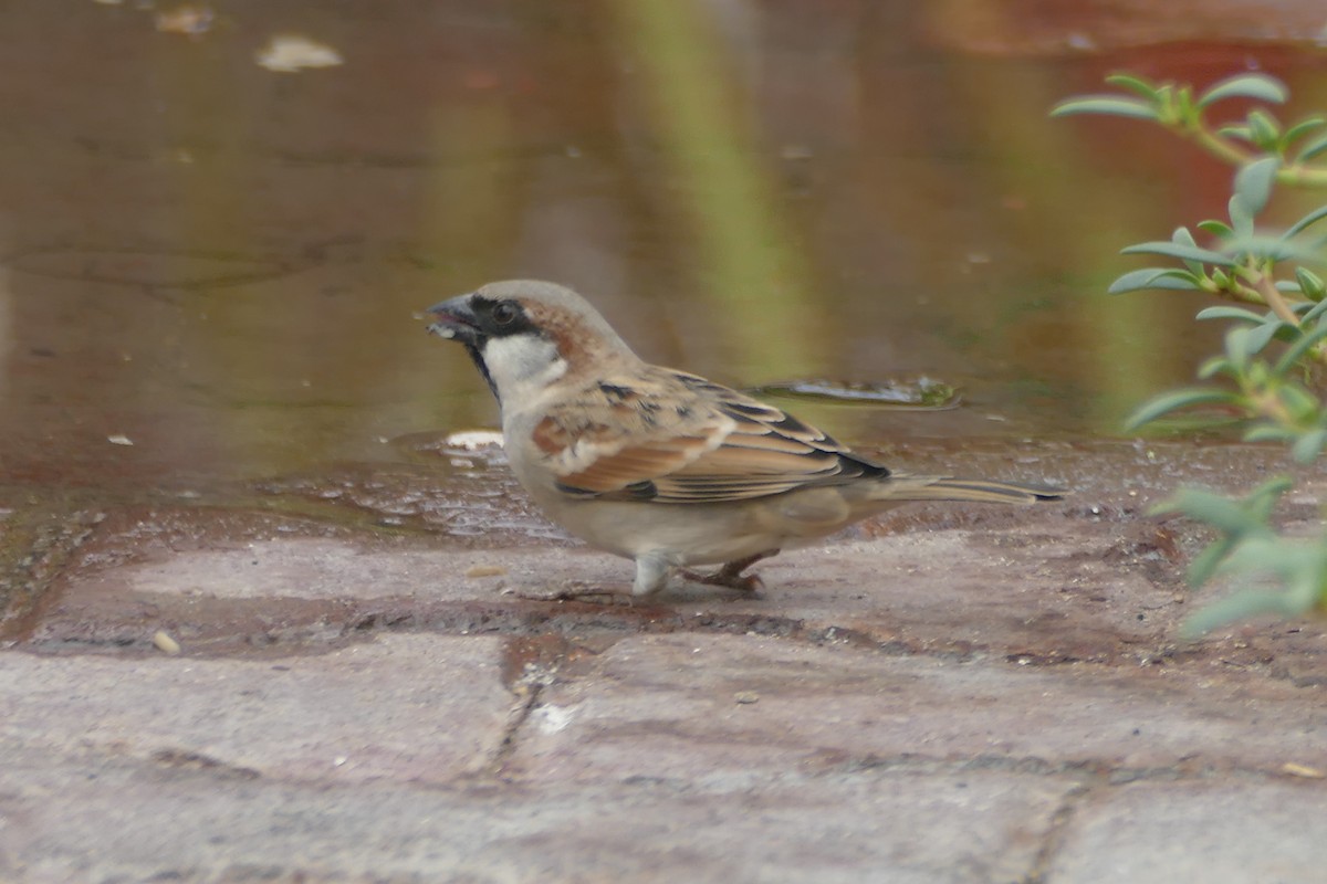 House x Somali Sparrow (hybrid) - ML179861541