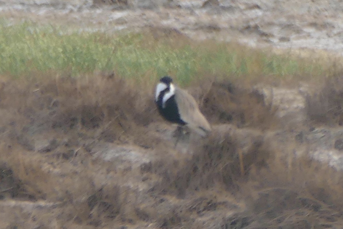 Spur-winged Lapwing - ML179864271