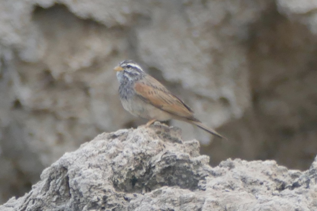 Striolated Bunting - ML179864551