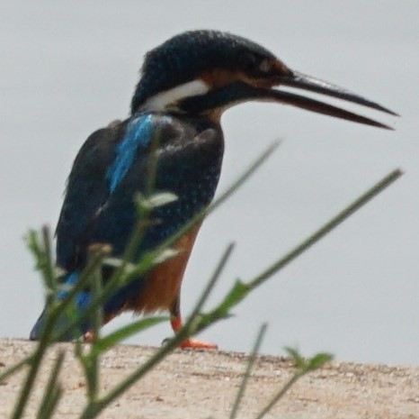 Common Kingfisher - Sundar Muruganandhan