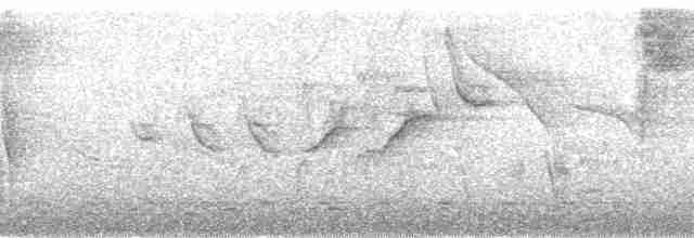 Пітанга-великодзьоб (підвид pitangua) - ML179867