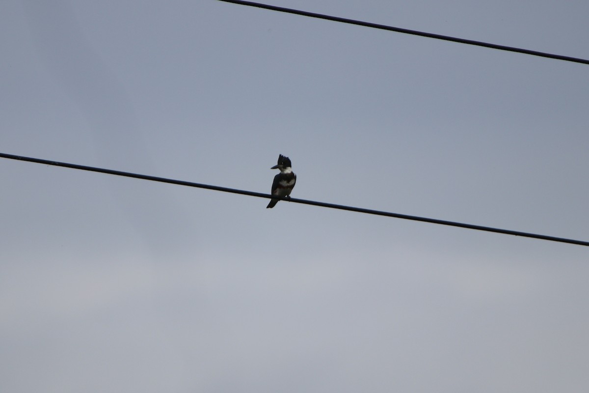 Belted Kingfisher - ML179868211