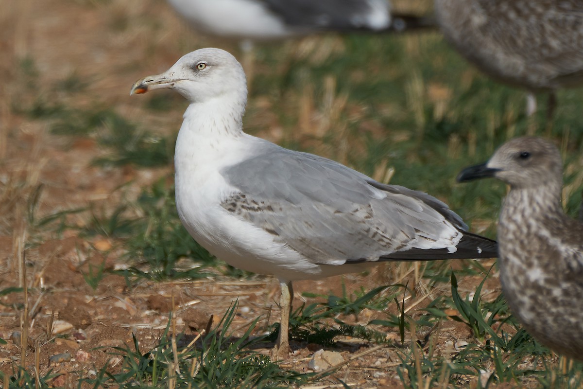 Yellow-legged Gull - Miguel Rouco