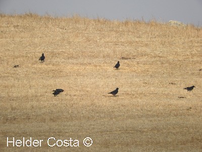 Common Raven - Helder Costa