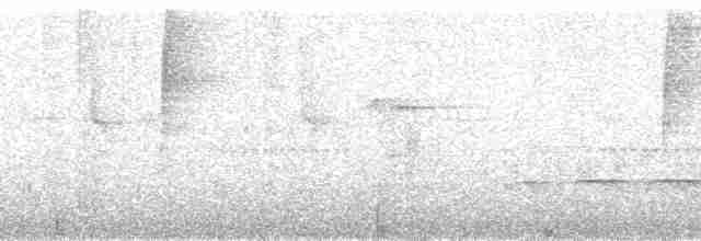 gulknokespurv (taciturnus/nigrirostris) - ML179871