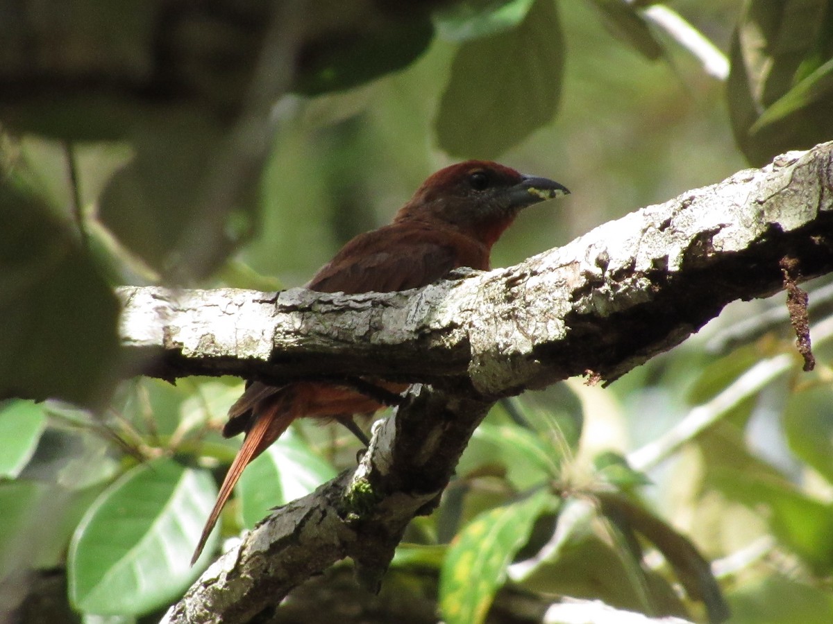 Hepatic Tanager - ML179871441