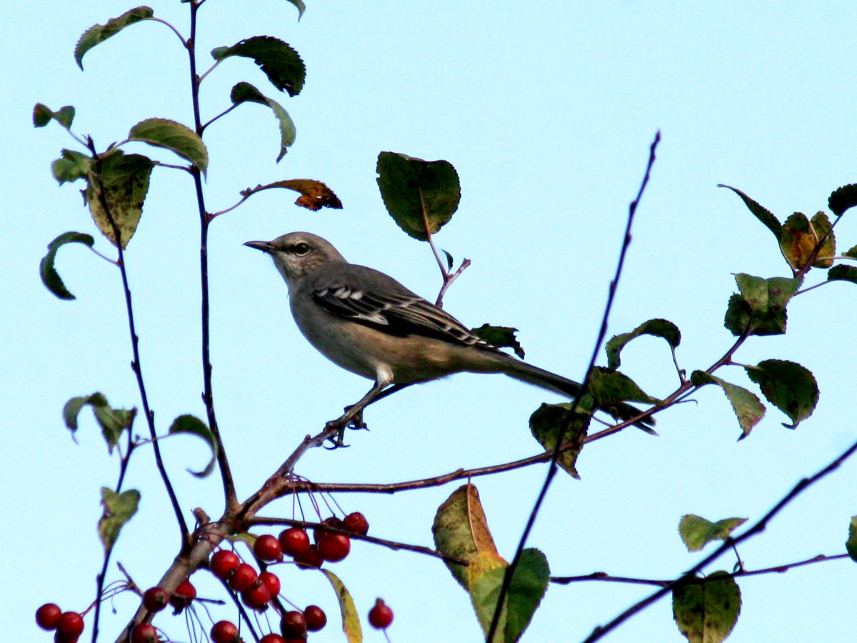 Northern Mockingbird - Sherry Plessner