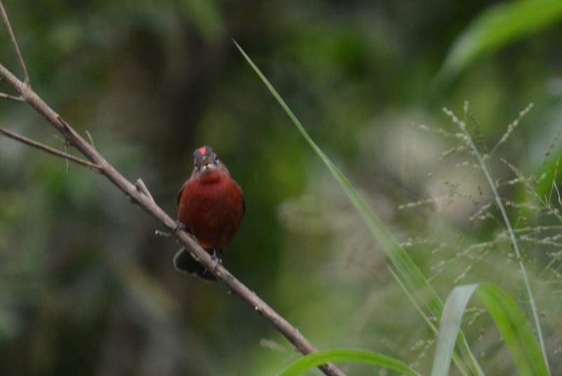 Red-crested Finch - ML179871711