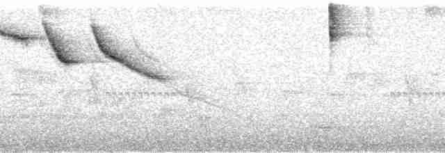 gulknokespurv (taciturnus/nigrirostris) - ML179873