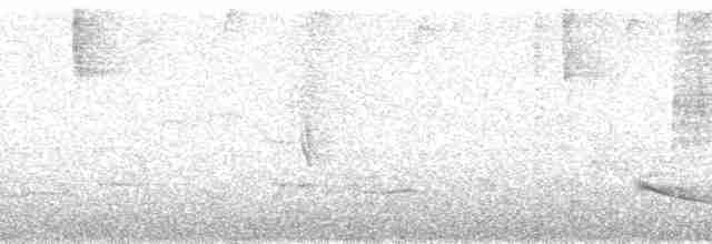 Пітанга-великодзьоб (підвид pitangua) - ML179874
