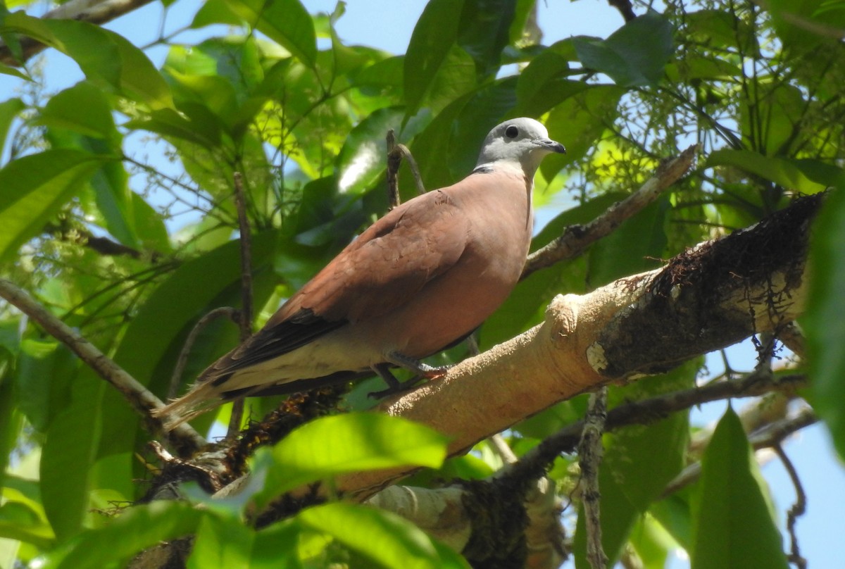 Red Collared-Dove - ML179874231