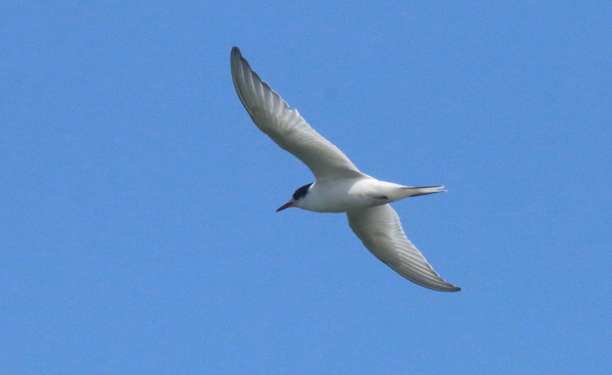 Common Tern - Diane Highbaugh