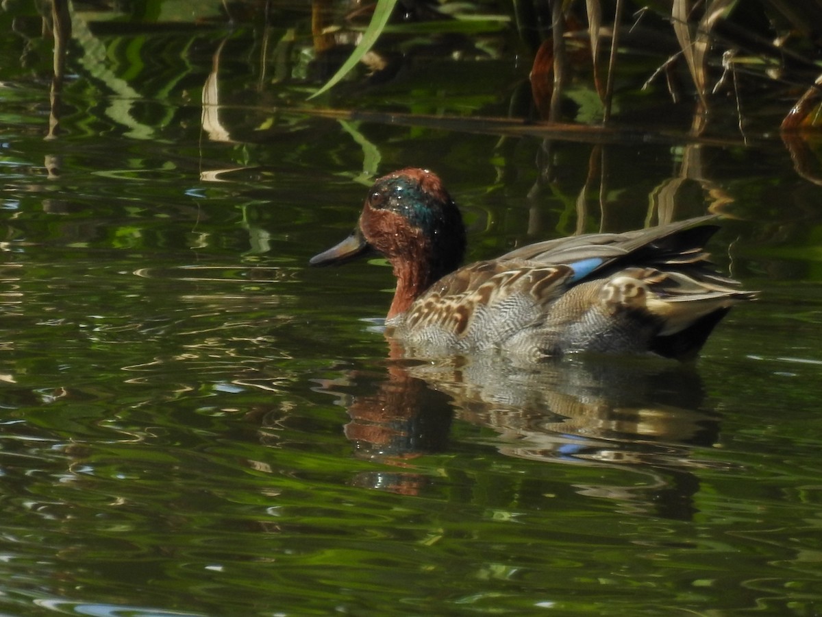 Green-winged Teal - ML179876151