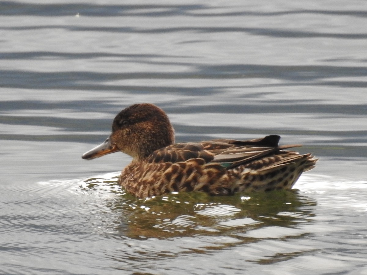 Green-winged Teal - ML179876671