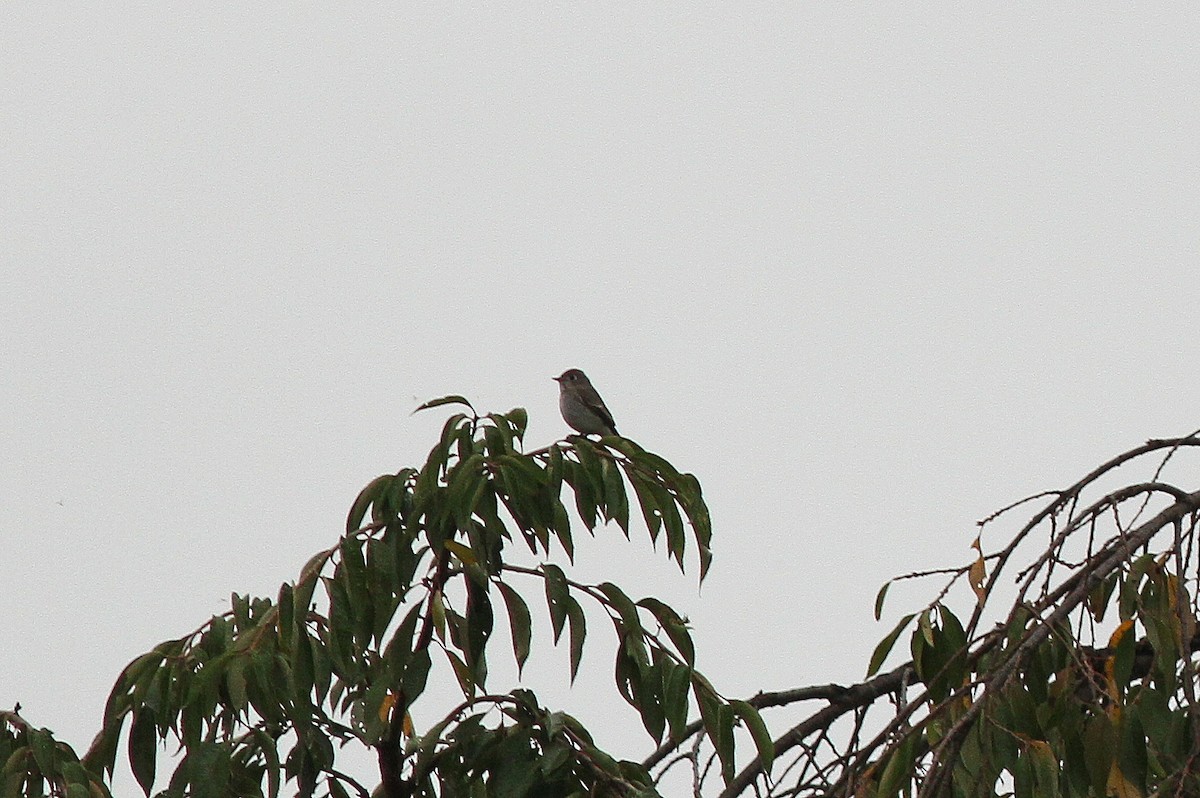 Blue-and-white Flycatcher - ML179877361