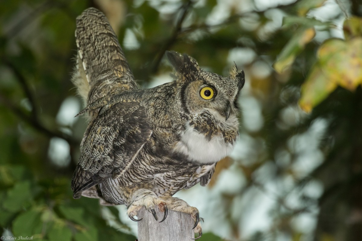 Great Horned Owl - Blair Dudeck