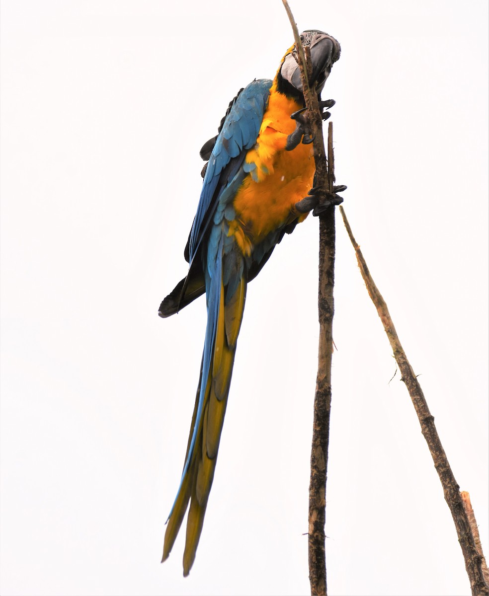 Blue-and-yellow Macaw - Rodolfo Dodero