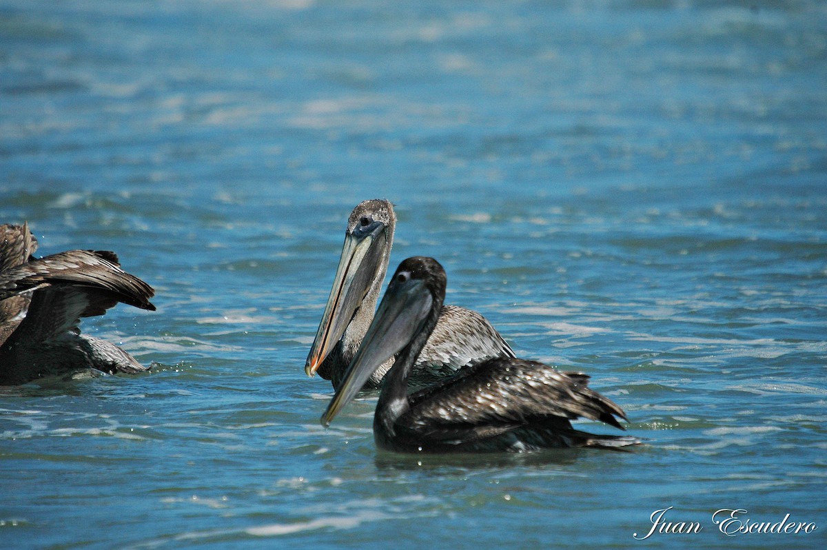 pelikán hnědý (ssp. occidentalis/murphyi) - ML179880371