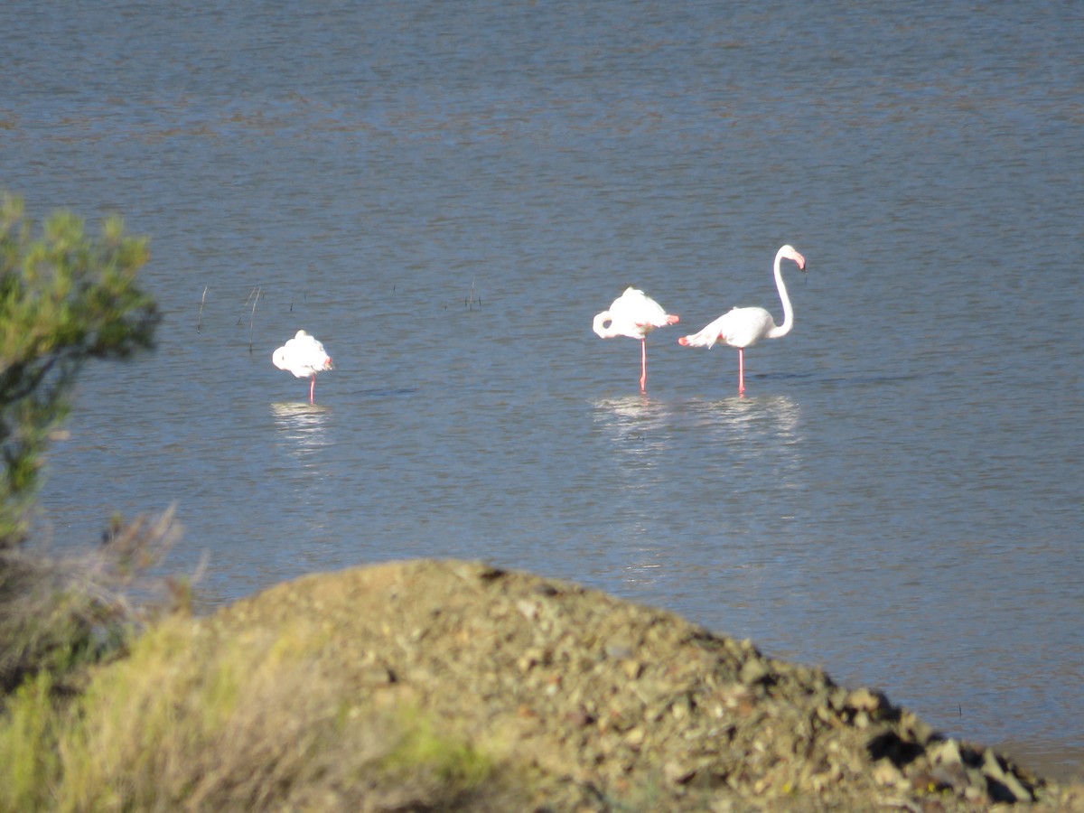 Greater Flamingo - ML179881321