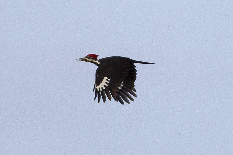 Pileated Woodpecker - Martin Wall