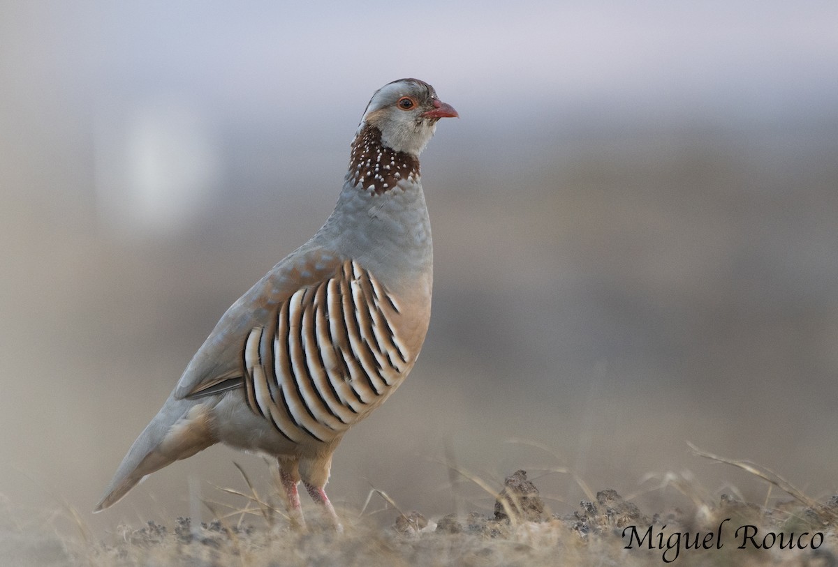 Barbary Partridge - Miguel Rouco
