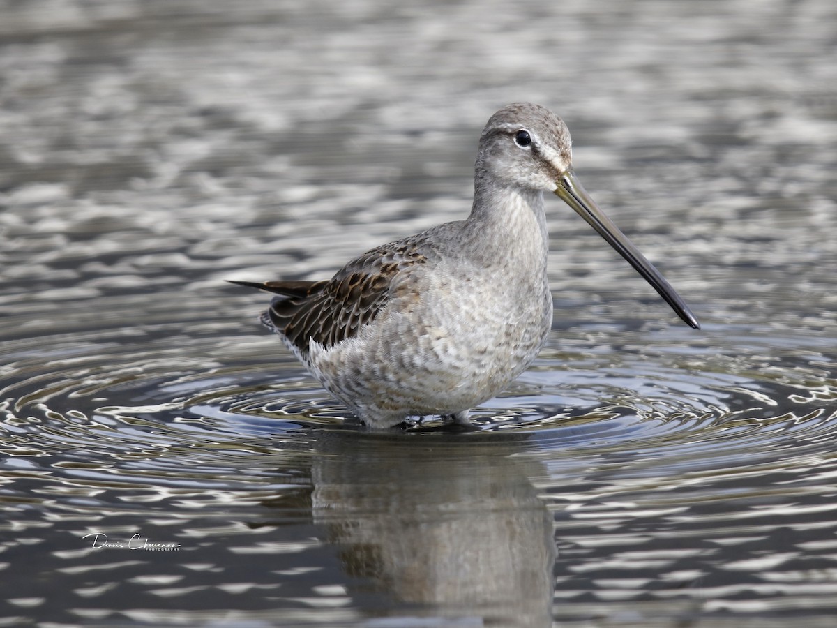 Long-billed Dowitcher - ML179882771