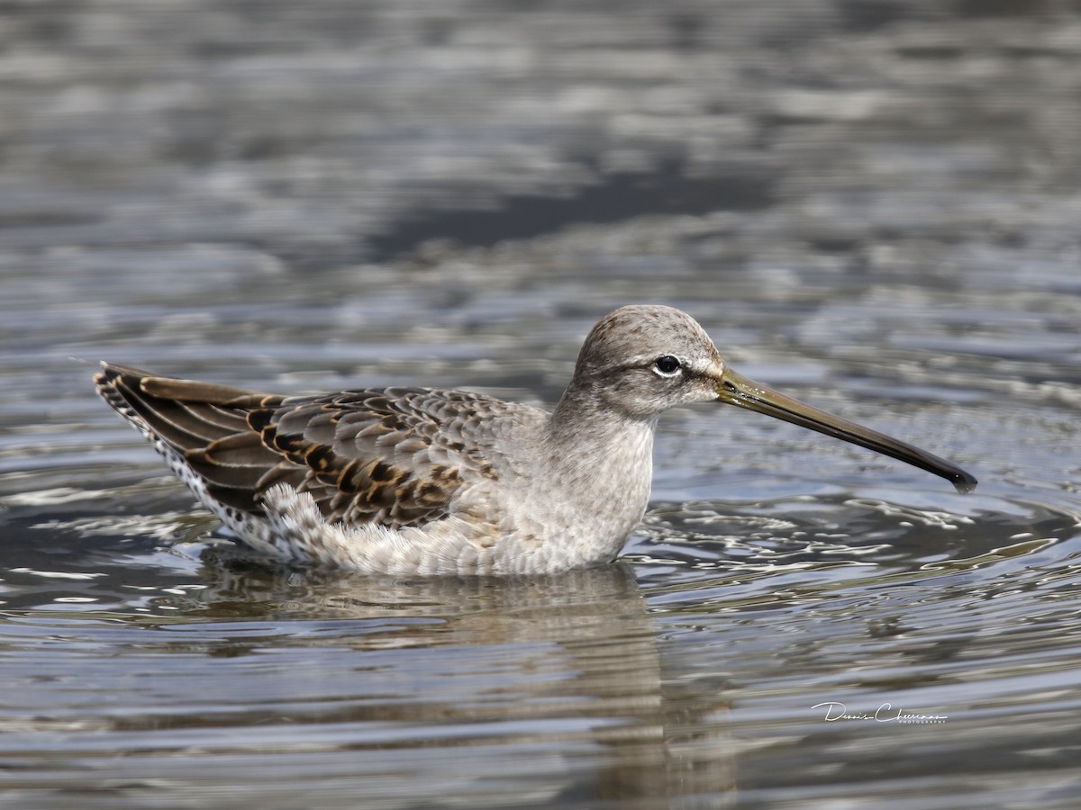 Long-billed Dowitcher - ML179882781
