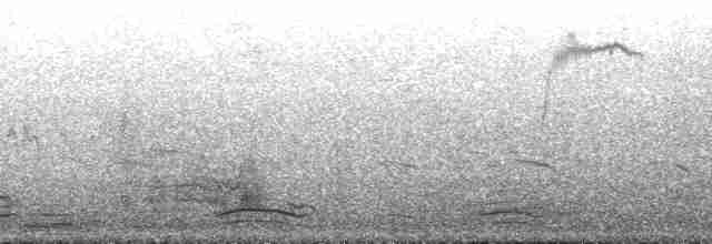 Kahverengi Pelikan (californicus) - ML179883