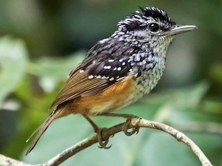  - Guianan Warbling-Antbird