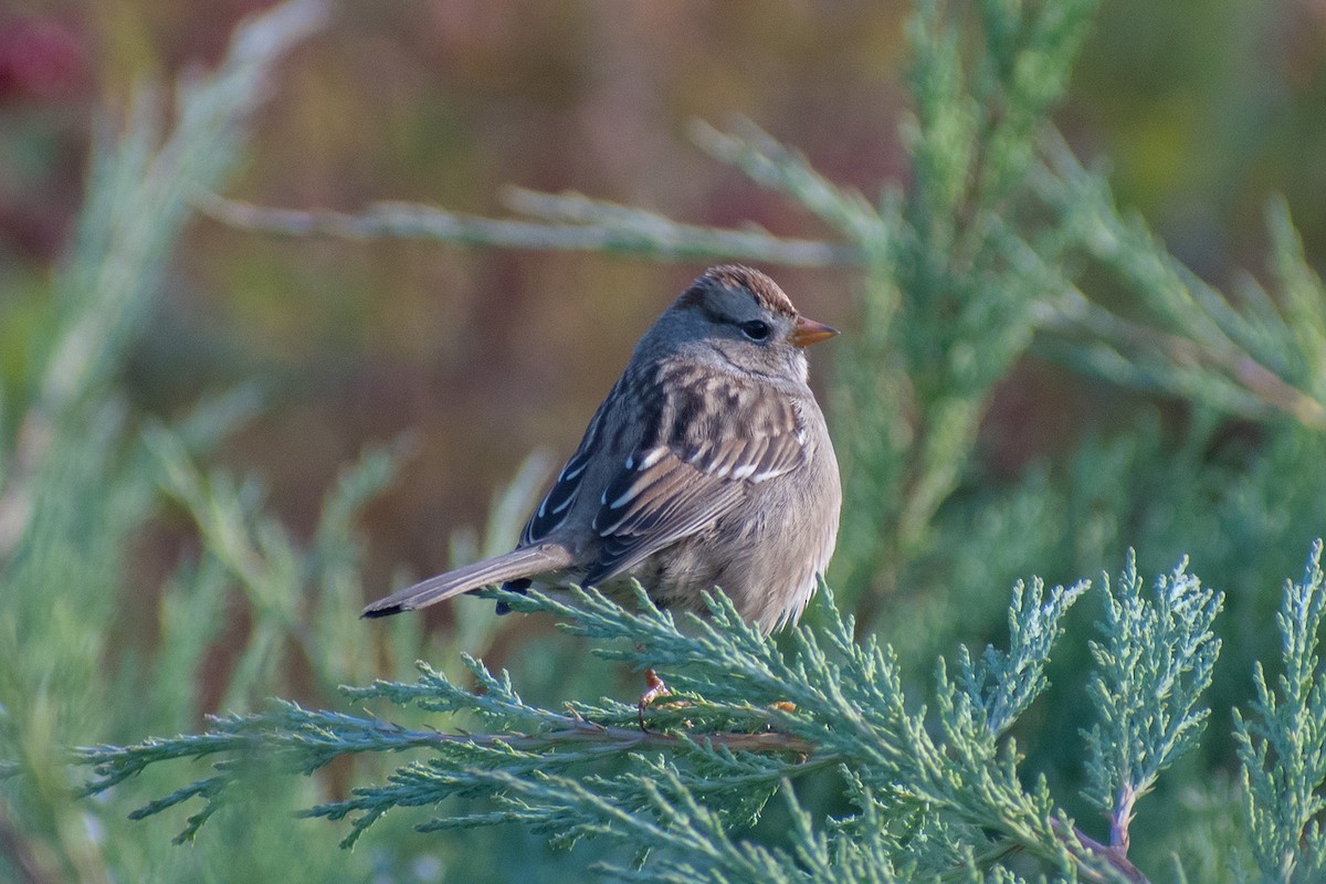 White-crowned Sparrow - Paul Prappas