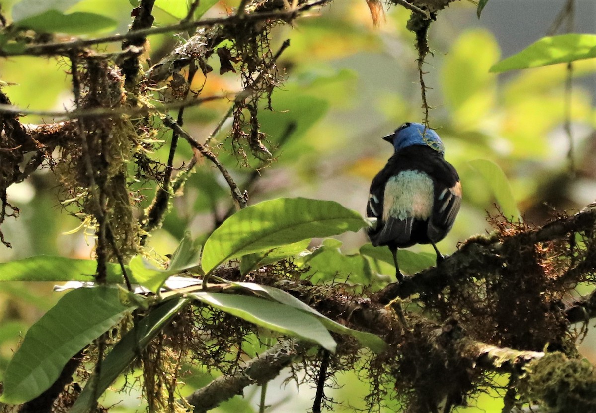 Blue-necked Tanager - ML179887071