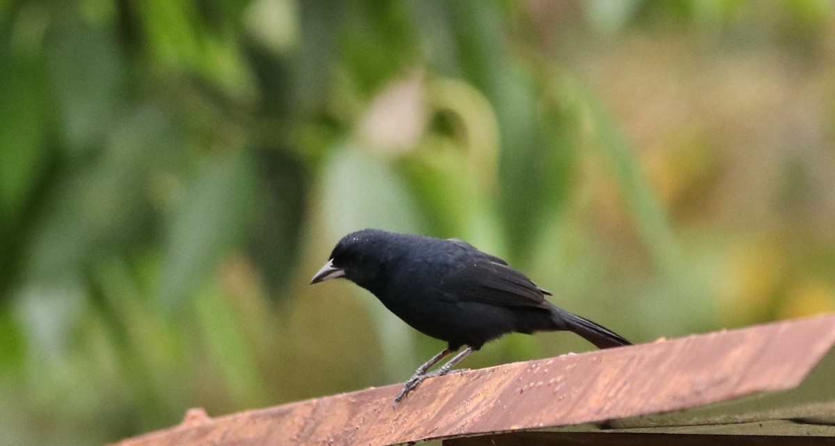 White-lined Tanager - ML179887261