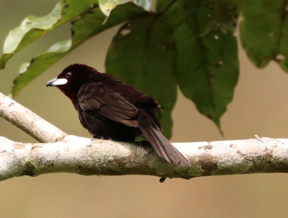 White-lined Tanager - ML179887271