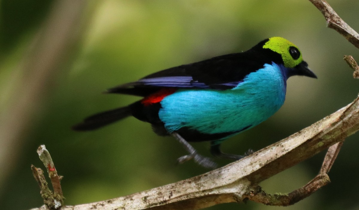 Paradise Tanager - ML179887321