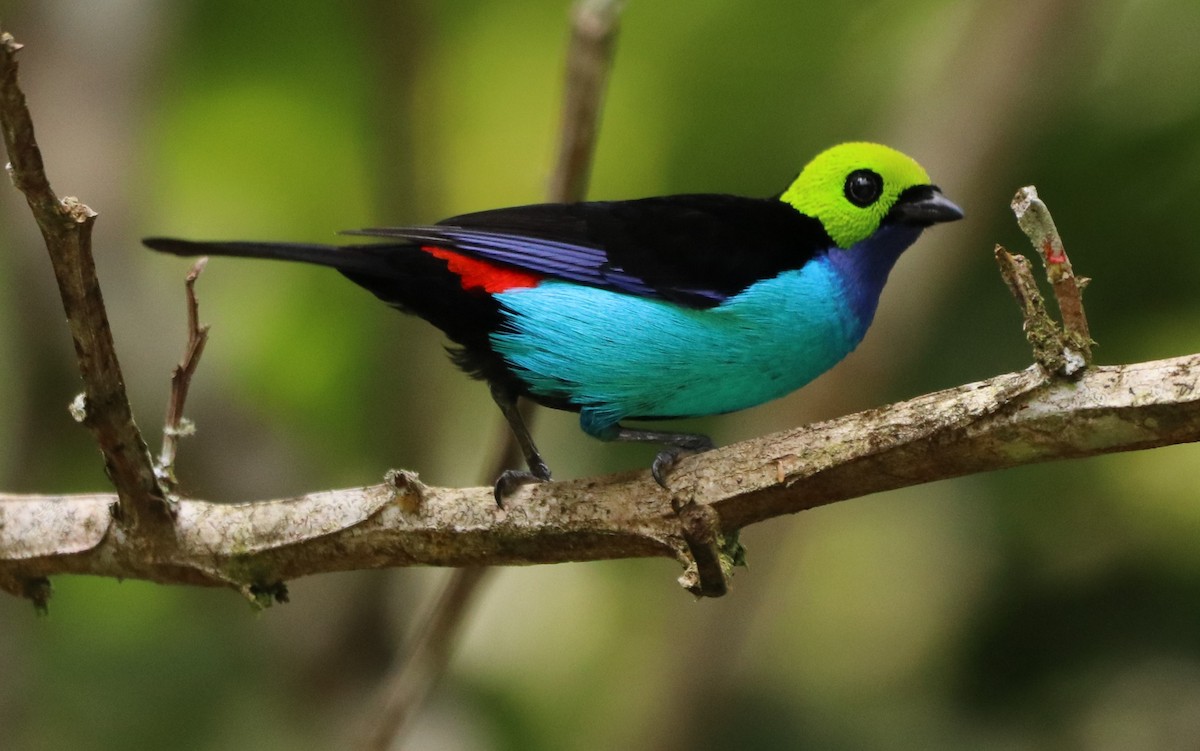 Paradise Tanager - ML179887331