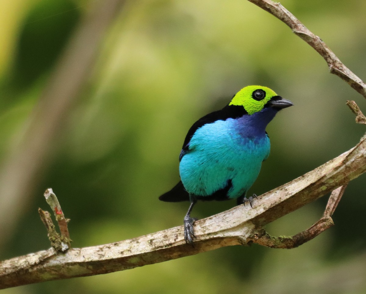 Paradise Tanager - ML179887341