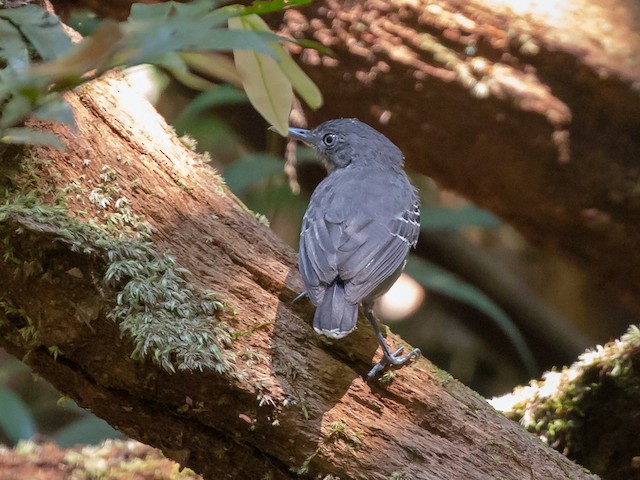 Female - Black-chinned Antbird - 