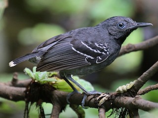  - Band-tailed Antbird