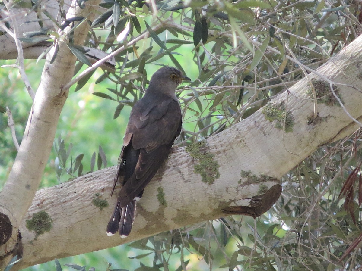 Common Cuckoo - Ofir Gelles