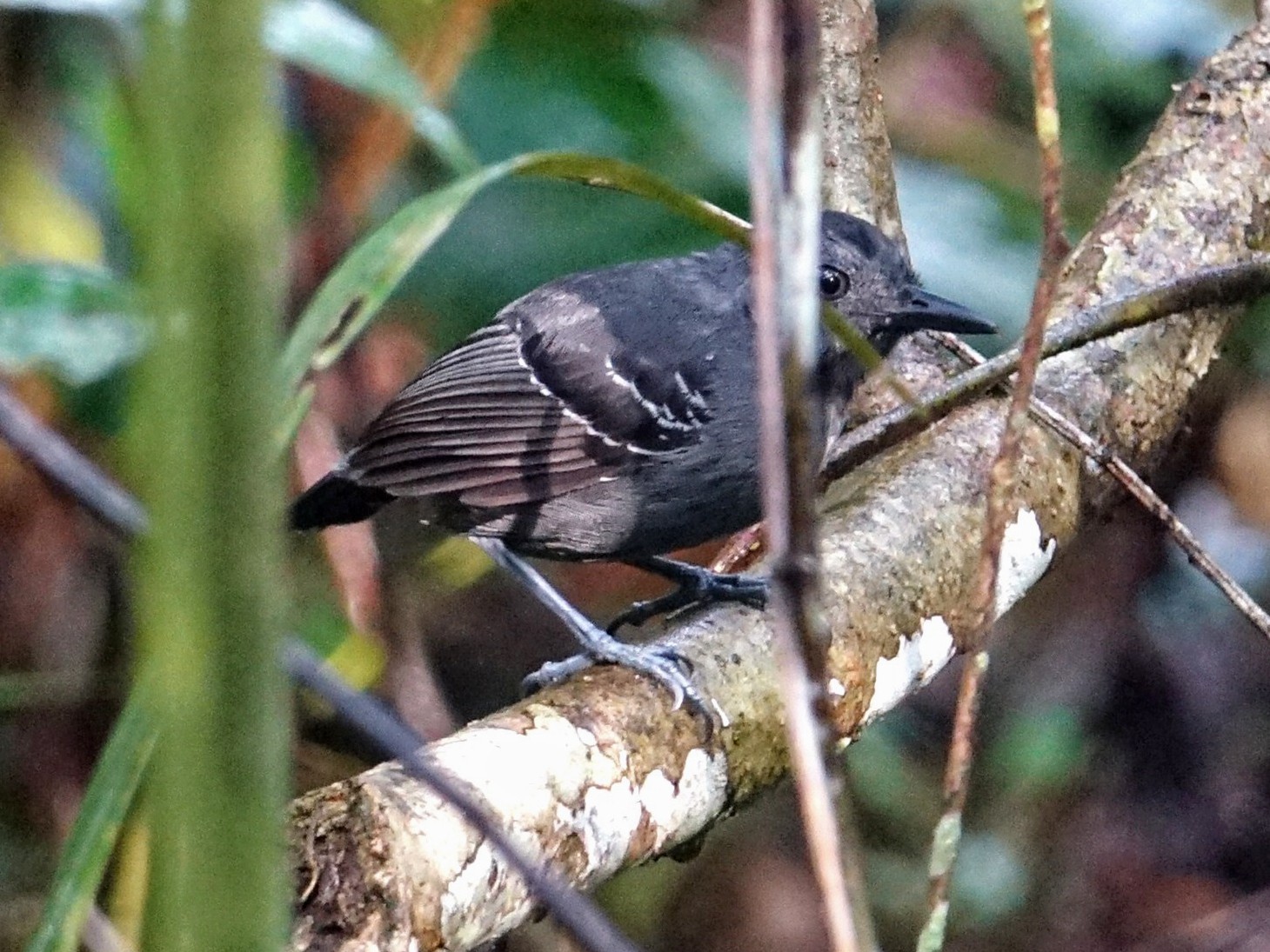 Black-headed Antbird - Ottavio Janni