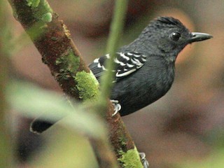  - Black-headed Antbird (Amazonas)