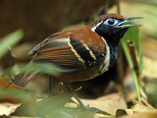  - Ferruginous-backed Antbird