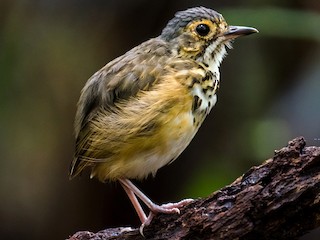  - Spotted Antpitta